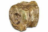 Hadrosaur (Edmontosaurus) Caudal Vertebra Centrum - Wyoming #370678-3